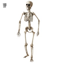 Pohyblivá kostra, 160 cm