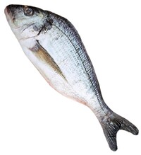 Ryba 55 cm