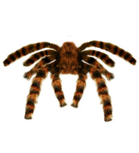 Obrovská tarantula, 65 cm