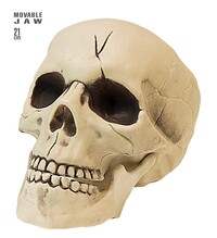 Lebka s pohyblivou čeľusťou, 21 cm