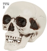 Lebka s pohyblivou čeľusťou, 18 cm