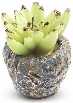 Sviečka kaktus 7x7cm