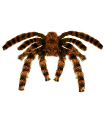 Obrovská tarantula, 65 cm